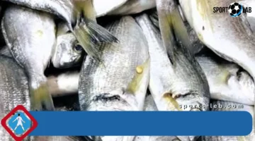 أسعار الأسماك في مطروح اليوم الأربعاء 3-9-2025.. البلطي بـ 80 جنيها فقط